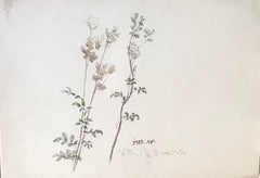 Meadowsweet - early 19th century botanical drawing by James Ward R.A.