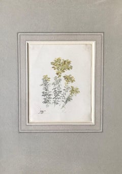 Ragwort - early 19th century botanical drawing by James Ward R.A.