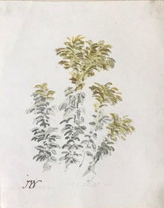 Ragwort - early 19th century botanical drawing by James Ward R.A.