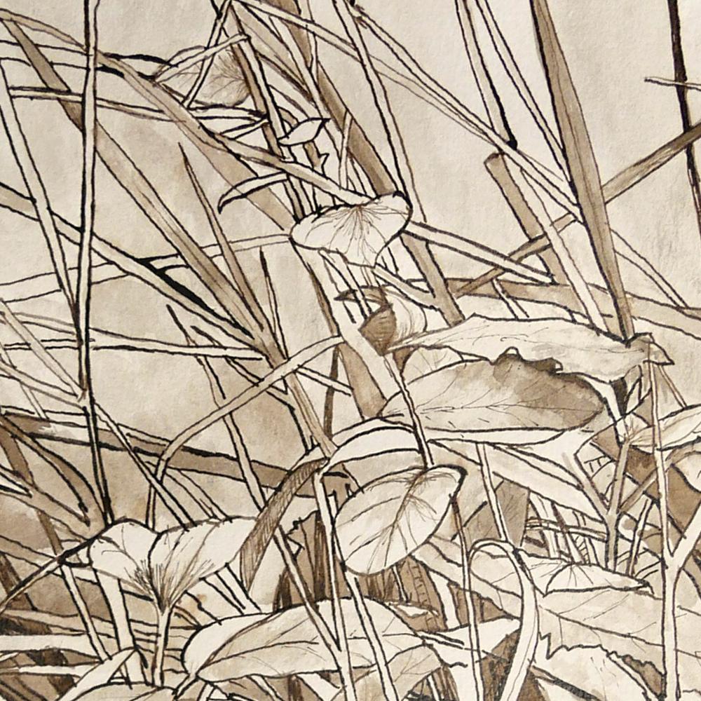 grass ink drawing