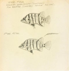 Fish Pencil Drawing - Silver Tiger Perch, 1968-69