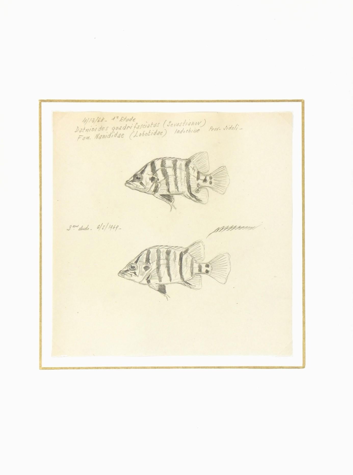 fish pencil sketch