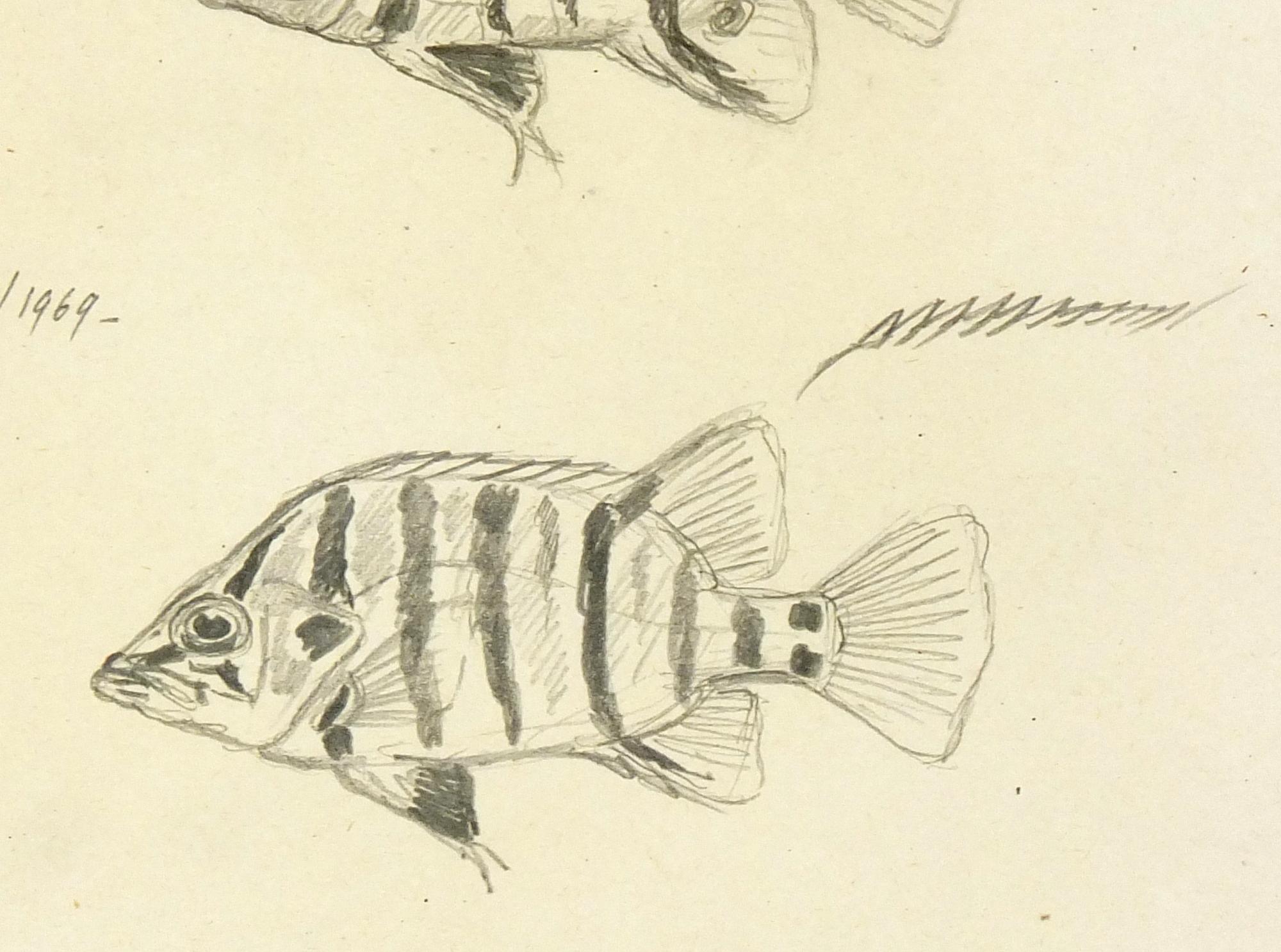 Fish Pencil Drawing - Silver Tiger Perch, 1968-69 - Art by Marcel Bourgeois