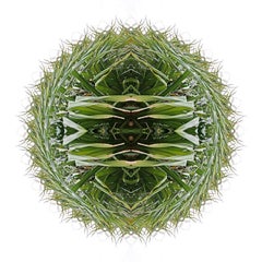 GARDEN MANDALA 8 Green Grass Nature Abstract Digital Photograph Yuri Tuma