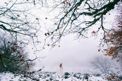 Arcadia modern photography white snow forest nature solitude paper Aida Pascual 