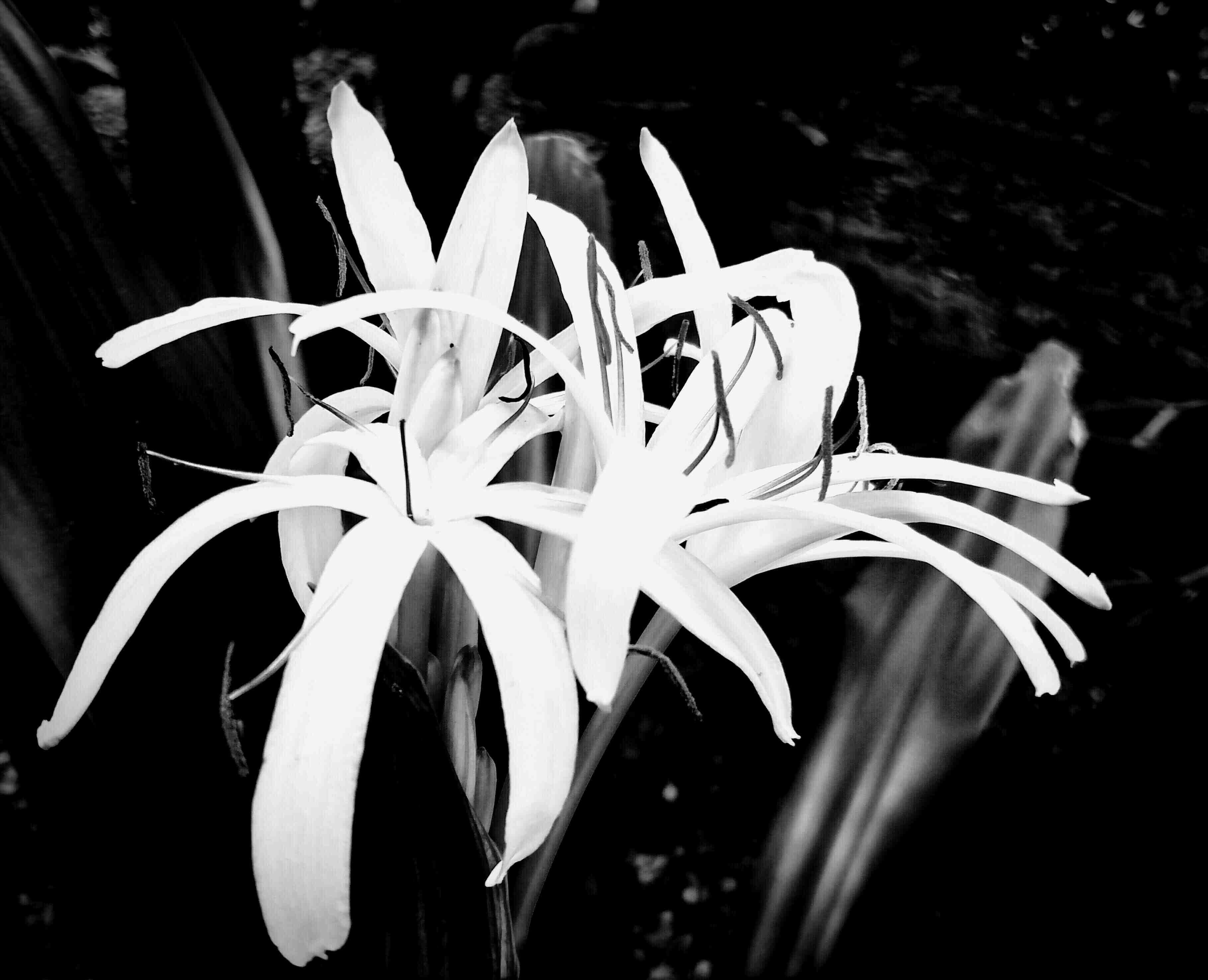 Suzan Starr Black and White Photograph - Spider Lily