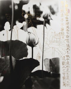 Love Lotus Essay #5