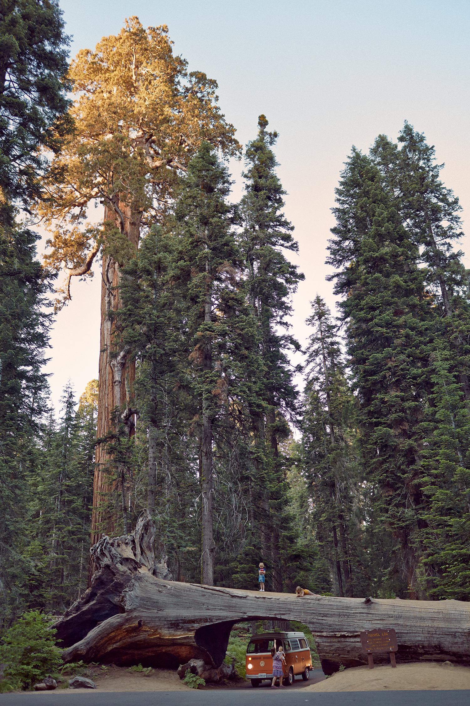 Tree - Photograph by Ryan Schude