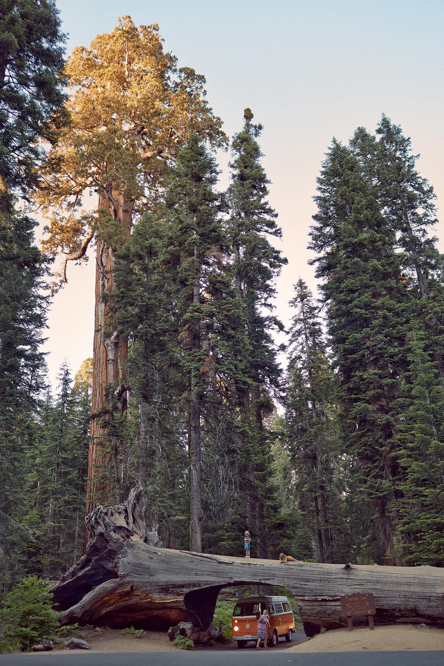 Baum – Photograph von Ryan Schude