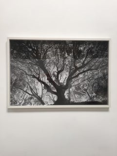 Untitled (tree)