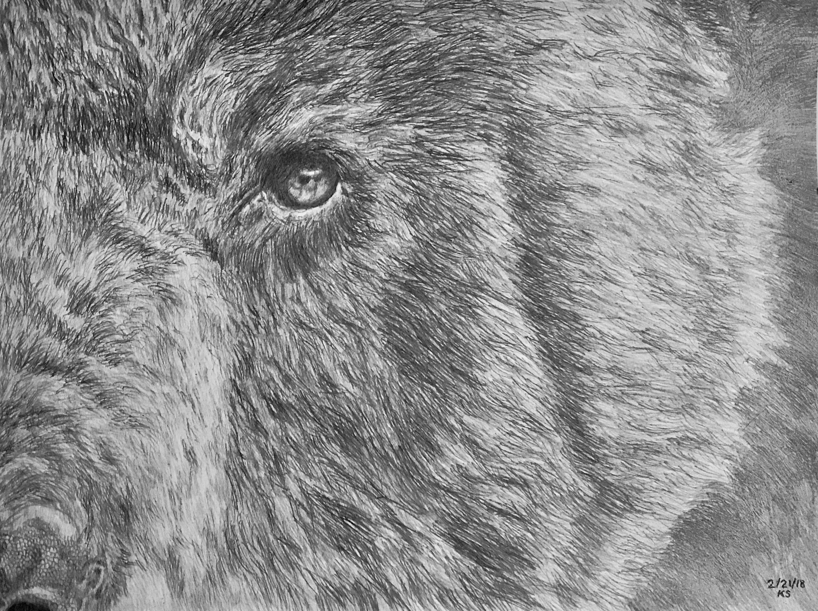 L'œil de l'ours noir - Art de Kathy Copsey