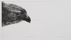 Common Buzzard by David A Hunt