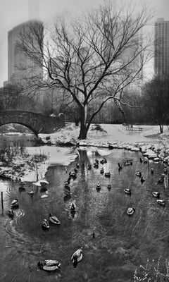 Central Park, New York City Black and White Photograph, Pond, Ducks and Snow