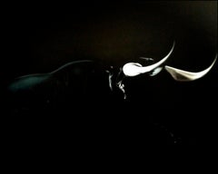 Reventon, 21st century, modern, hyperrealism, torrero, bull