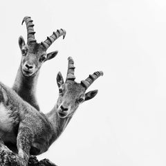 Capra Ibex 2, SwitzerlandMountain Photograph, Animal Black and White Photography