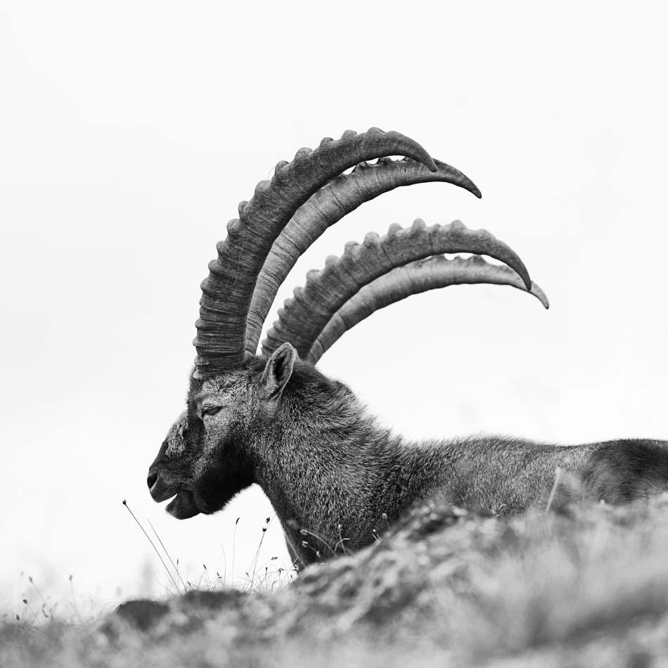 Capra Ibex 4, Mountain Photography, Animal Black and White Photography