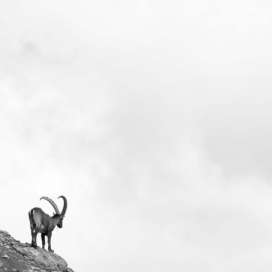 Peter Mathis Landscape Photograph - Capra Ibex 5, Switzerland, Animal Black and White Photography