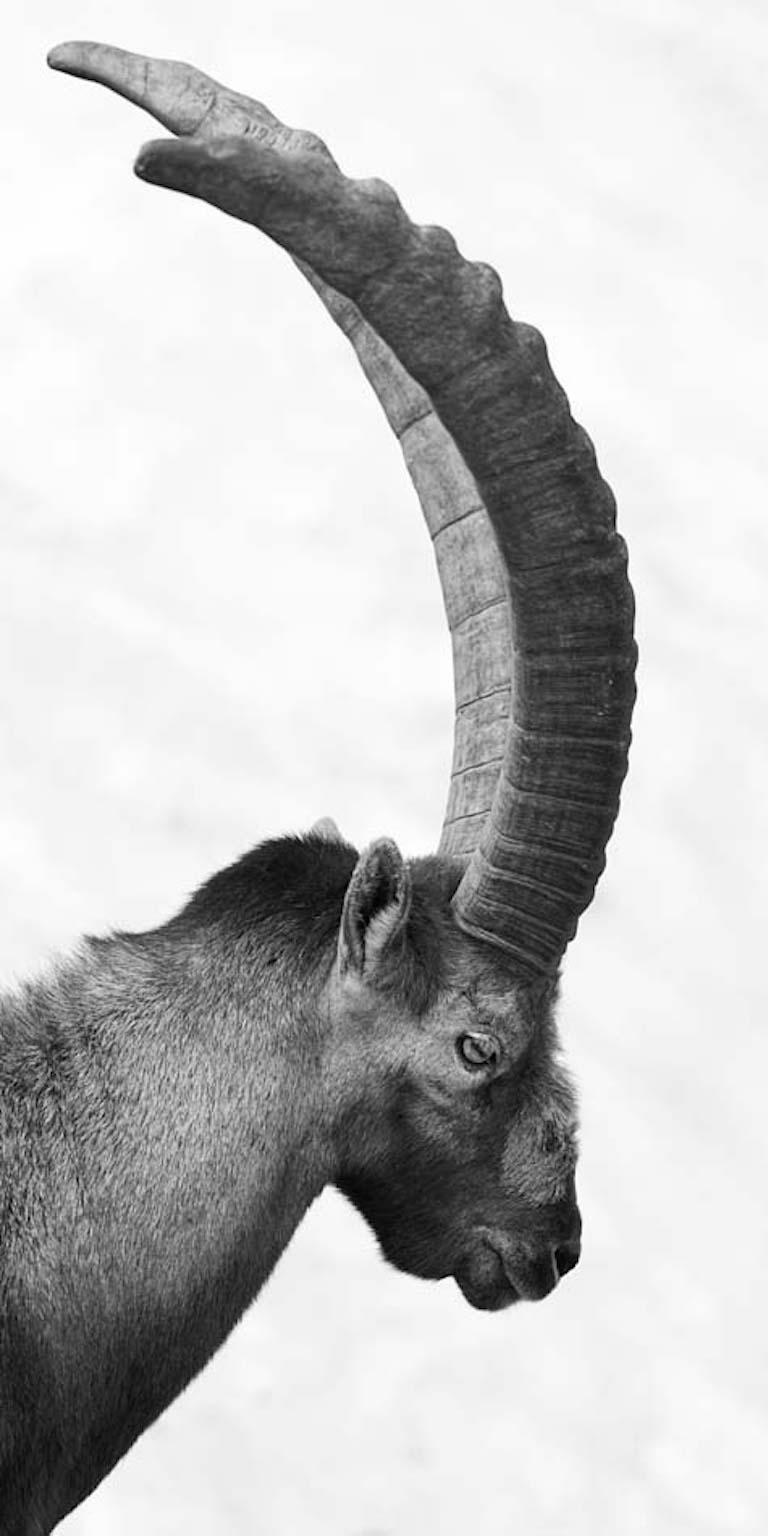 Peter Mathis Animal Print - Capra Ibex Nr. 1, Black and White Animal Photography