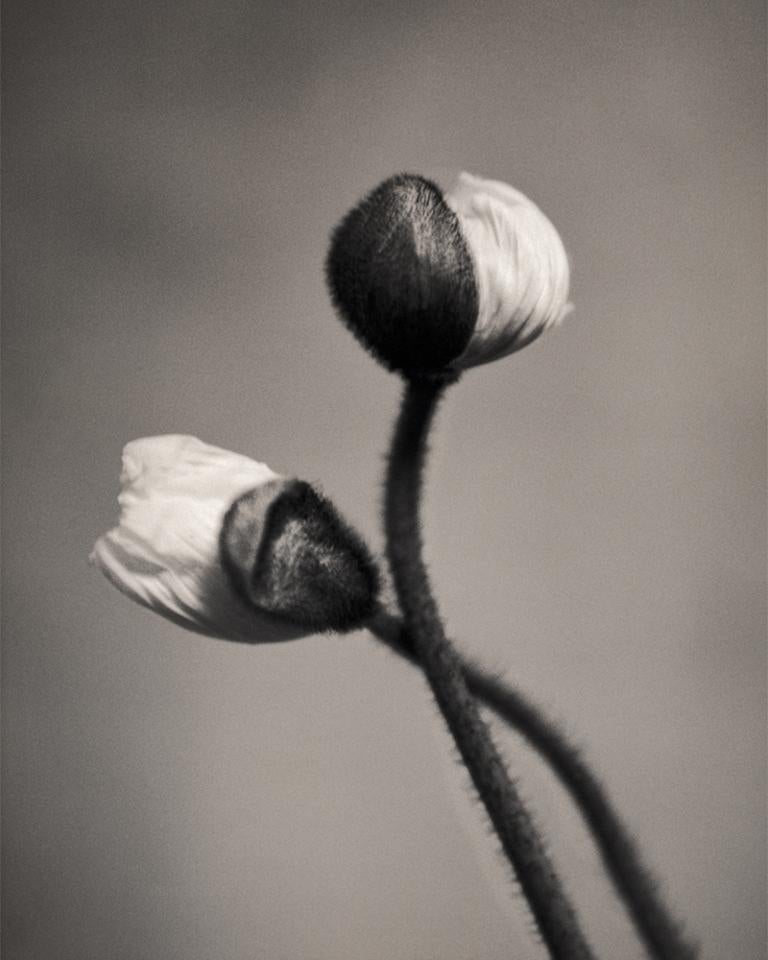 Poppy, Black and White Photography 