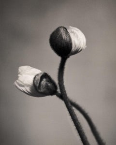 Poppy, Black and White Photography