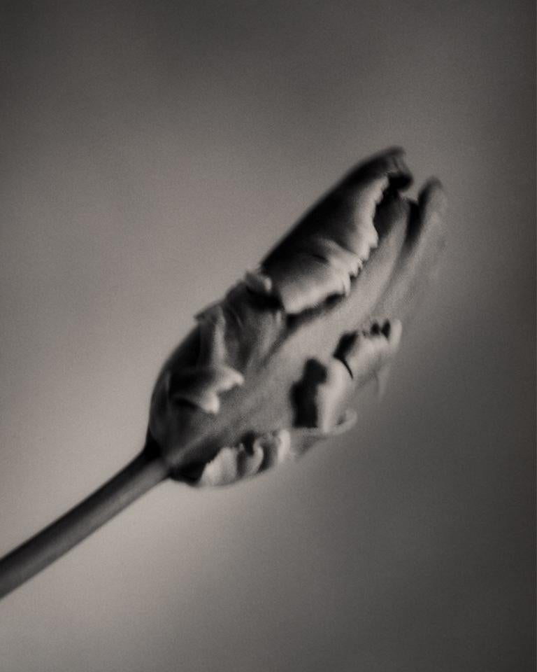 French Tulip, Black and White Photography 