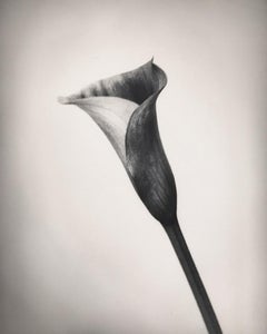 Calla, Black and White Photography