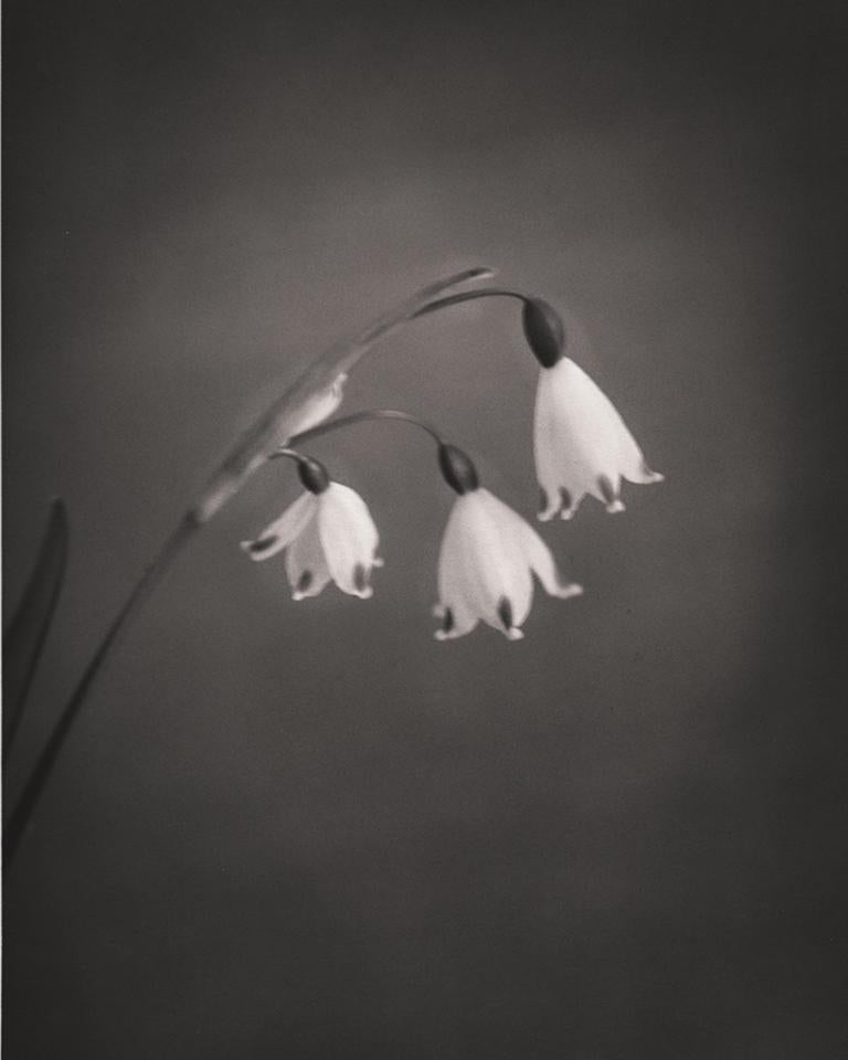 Silke Lauffs Black and White Photograph - Summer Snowflake