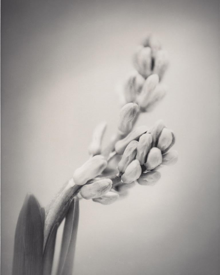 Hyacinth #2, Black and White Photography 