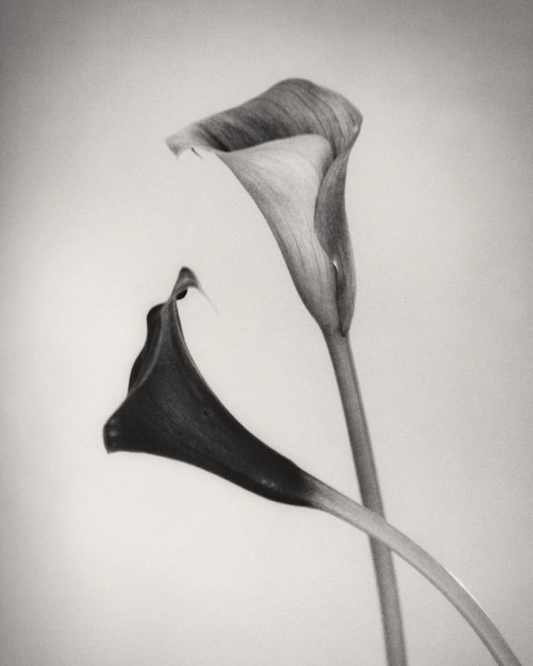 Calla #2, 25 x 19 cm, 2001, ed. 25, Toned Silver Gelatin Print