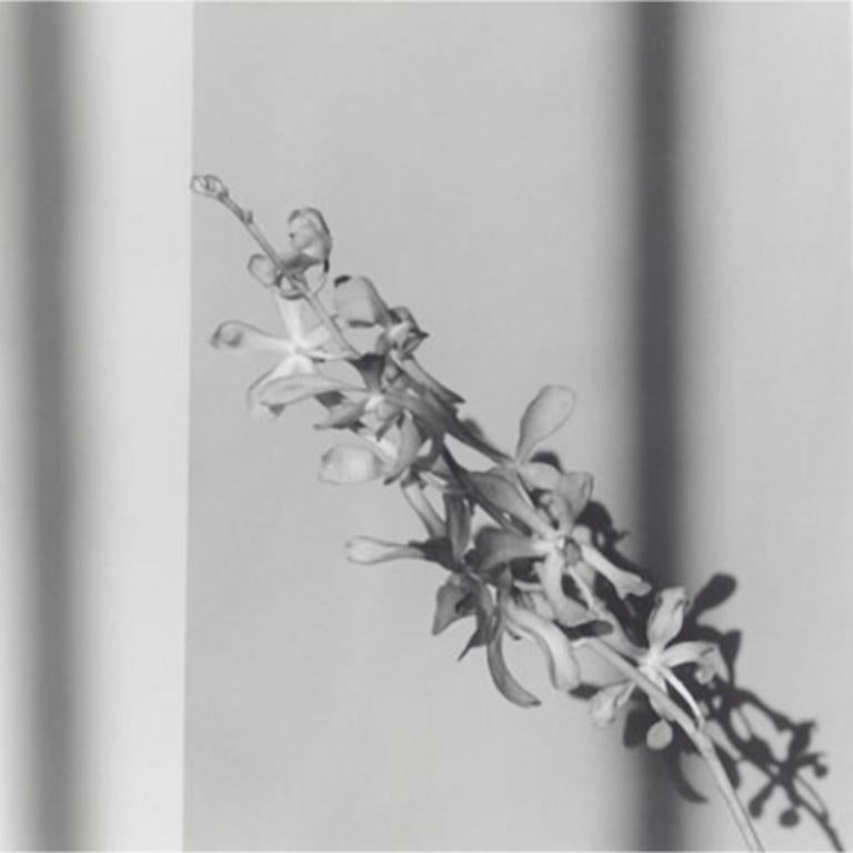 Unknown Black and White Photograph - Orchid, 1980: Printed in 2012