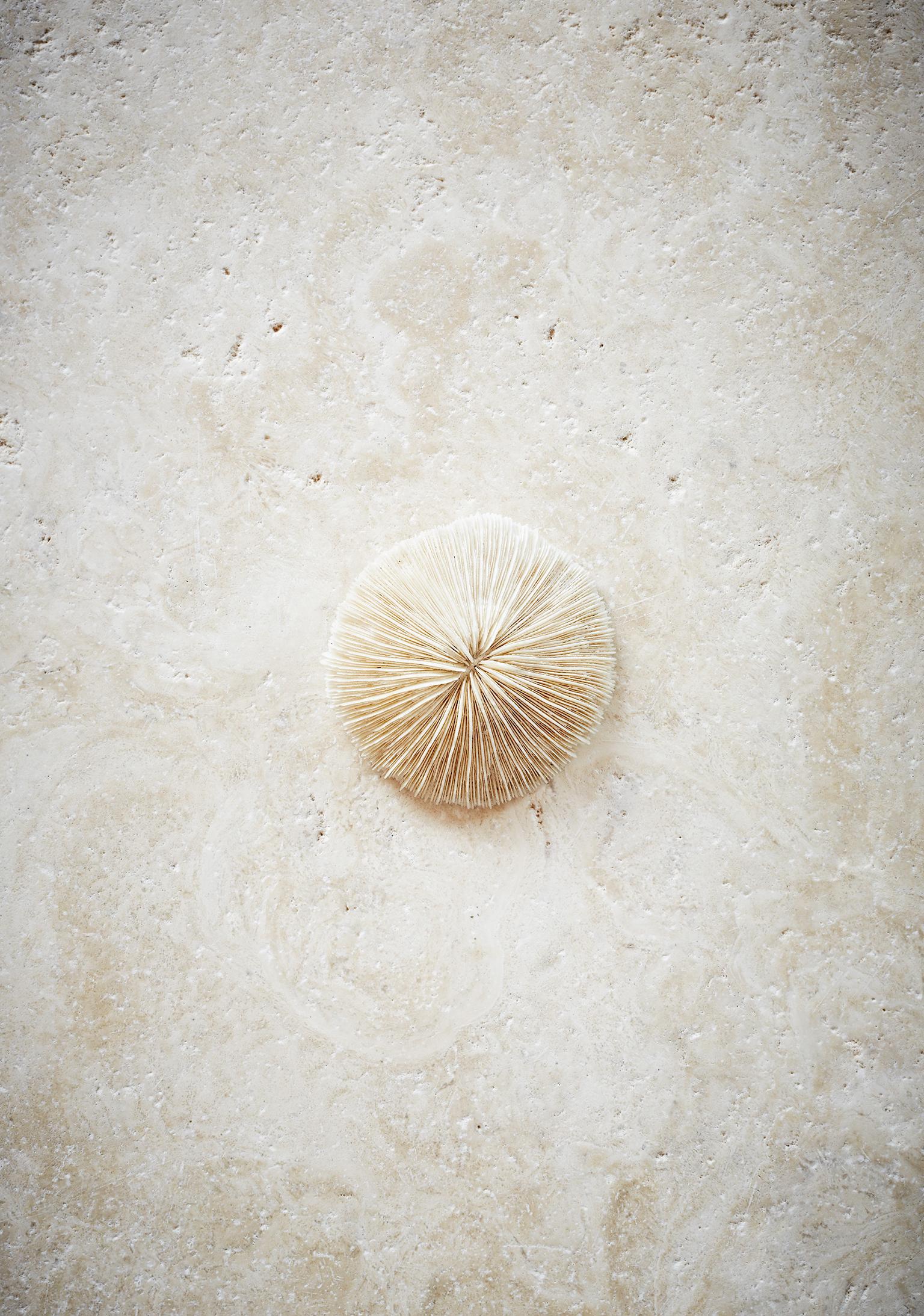 Caren Alpert photograph of a white sea urchin on a natural sandstone background. “Sea Life” is printed on archival, full color photographic paper. This size is 11” x 14”. Available in three sizes (unframed): 11” x 14”, 16” x 20”, 24” x 36”. Custom