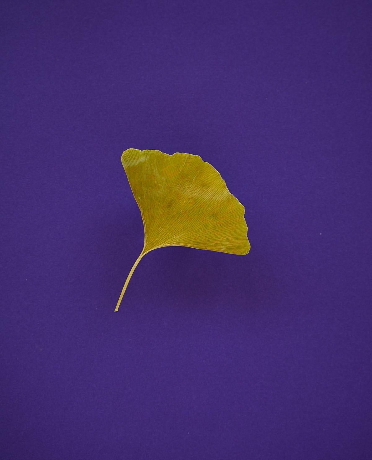 Caren Alpert photograph of a dried ginkgo leaf on a deep purple background. “Ginkgo (dried)” is printed on archival, full color photographic paper. This size is 11” x 14”. Available in three sizes (unframed): 11” x 14”, 16” x 20�”, 24” x 36”. Custom