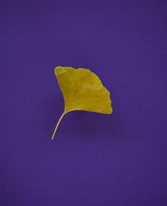 Ginkgo (dried), No. 1, Caren Alpert, Photograph, 11” x 14”
