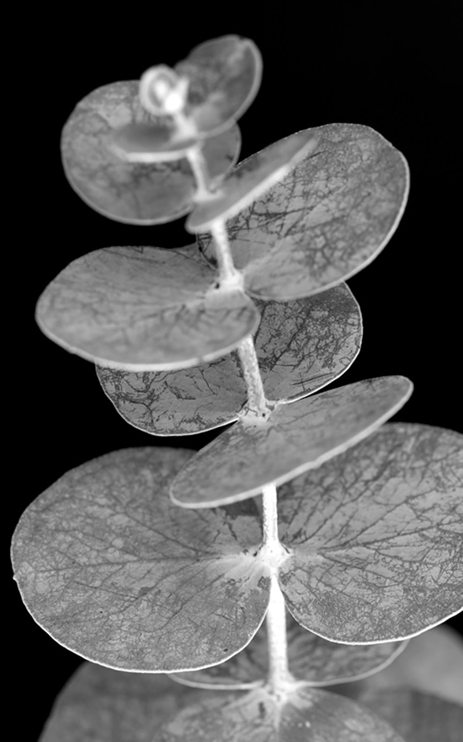 Caren Alpert black and white photograph of a eucalyptus branch. "Eucalyptus Study" is printed on archival, full color photographic paper. This size is 11” x 14”. Available in three sizes (unframed): 11” x 14”, 16” x 20”, 24” x 36”. Custom sizes and