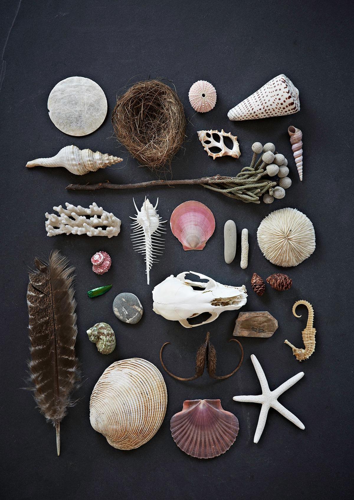 Caren Alpert photograph of collected natural found objects: seashell, feather, nest, and coral. “Still Life No. 12” is printed on archival, full color photographic paper. This size is 11” x 14”. Available in three sizes (unframed): 11” x 14”, 16�” x