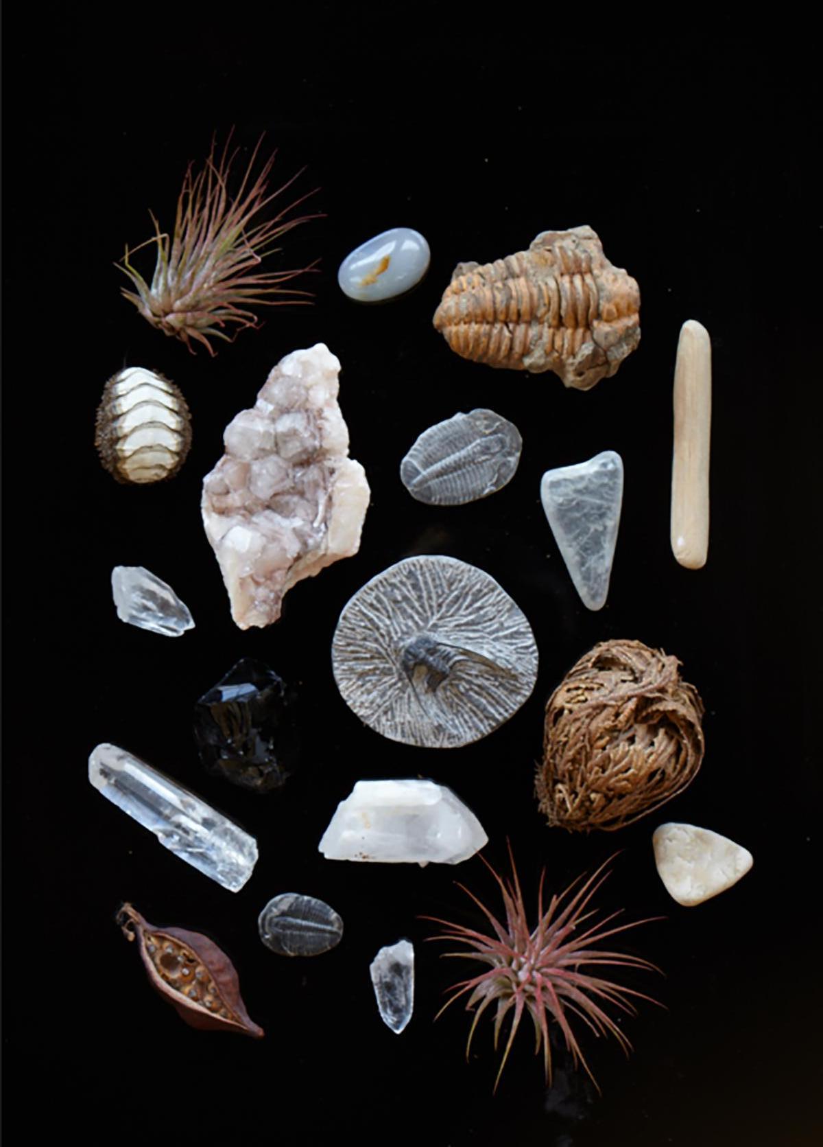 Caren Alpert photograph of collected natural found objects: succulent, crystal, quartz, and fossil. “Still Life No. 13” is printed on archival, full color photographic paper. This size is 11” x 14”. Available in three sizes (unframed): 11” x 14”,