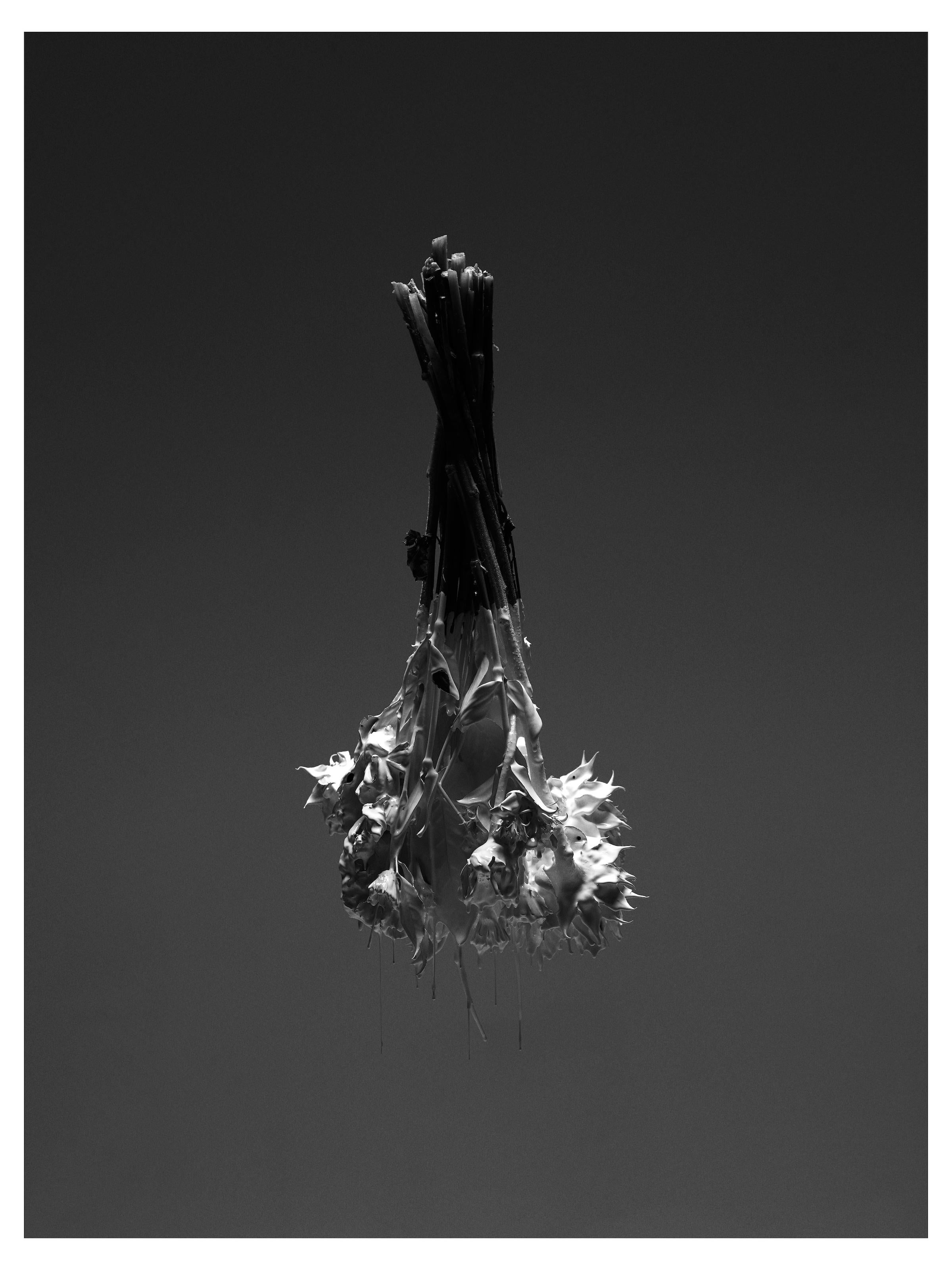 "Suspended Flora" Photography 40" x 30" inch Edition 1/20 by Ben Cope 