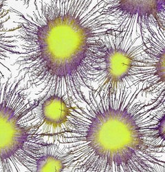 Indian Contemporary Art by Sumit Mehndiratta - Neoflora Series No.1