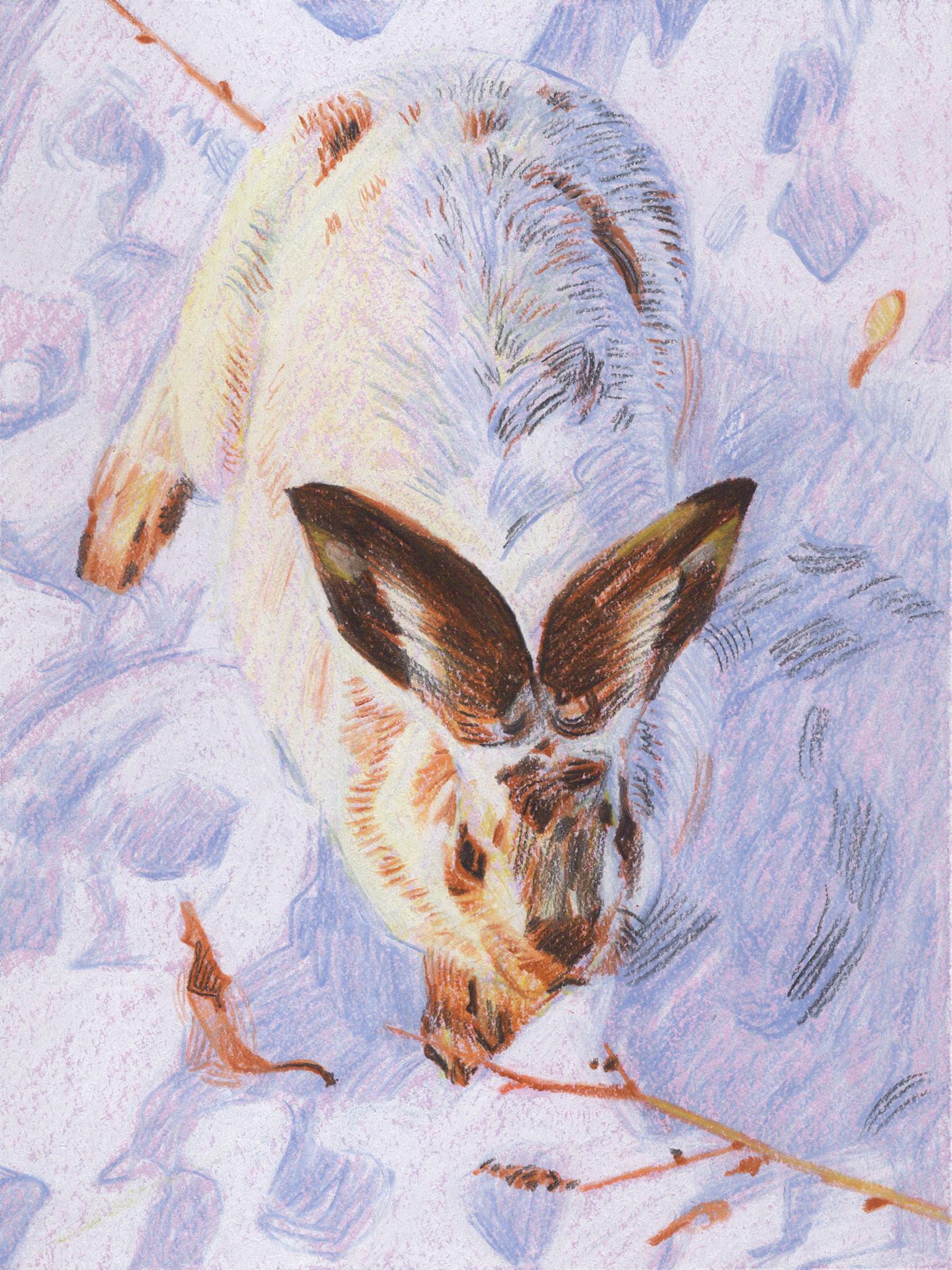 Canadian Contemporary Art by Christian Frederiksen - Wintery Hare