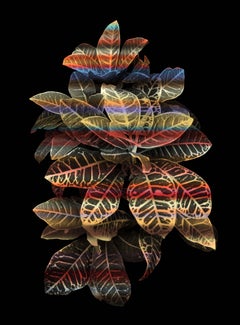 Art contemporain indien de Sumit Mehndiratta - Plantes du ciel n°8