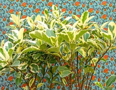 Arte contemporanea indiana di Sumit Mehndiratta - Botanica sbiancata