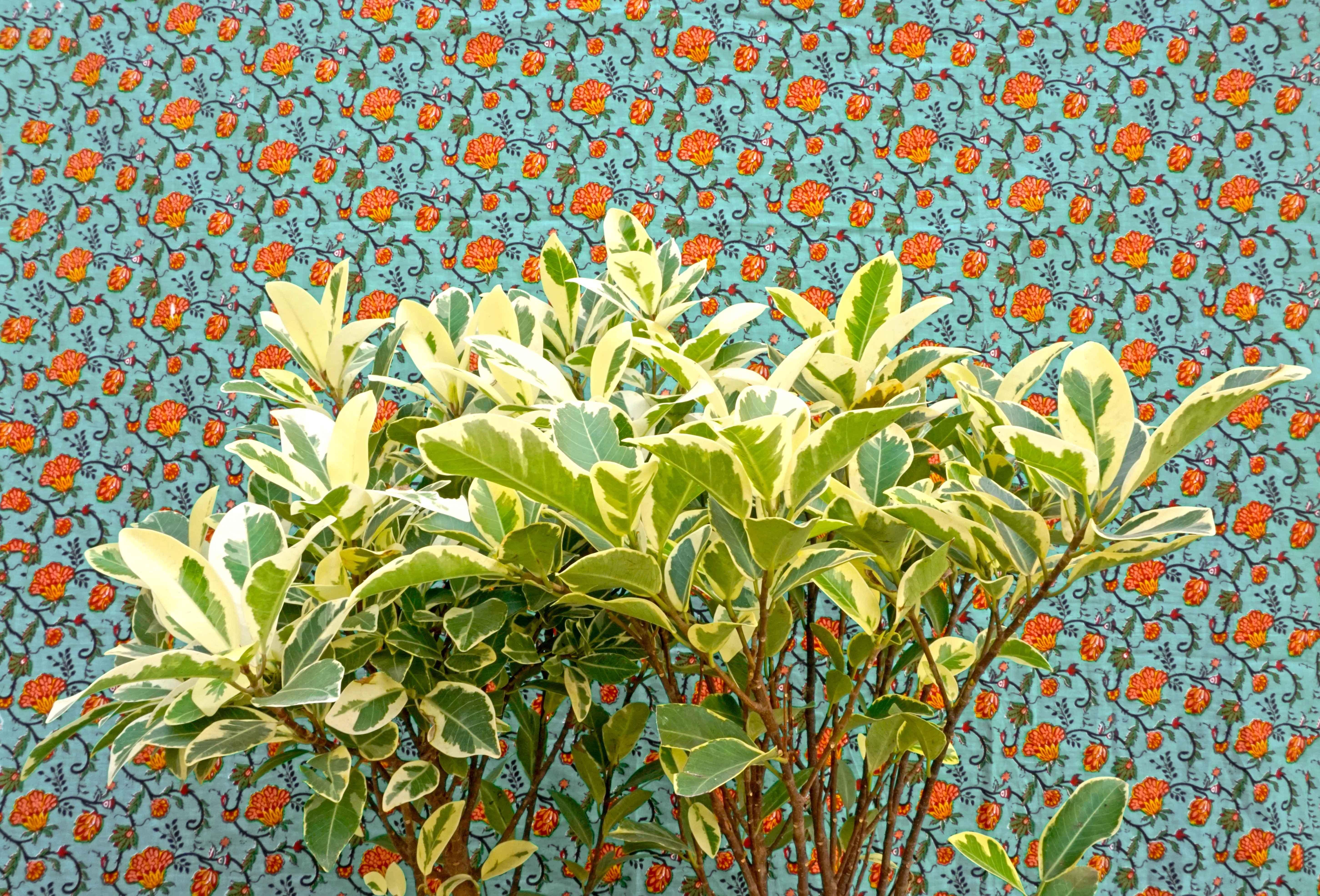 Arte contemporáneo indio de Sumit Mehndiratta - Botánica blanqueada