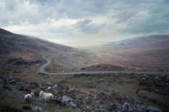 Photo américaine contemporaine de M.K. Yamaoka - Moutons près de Shannon, Irlande