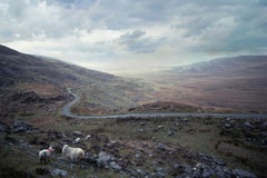 Retro American Contemporary Photo by M.K. Yamaoka - Sheep Near Shannon, Ireland