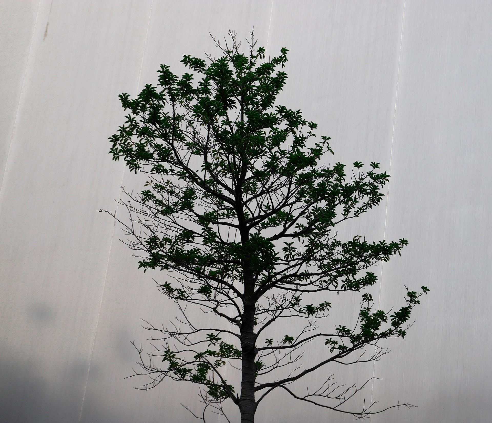Art contemporain japonais par Kojun - VM2 - Miroirs muraux, plantes et murs en vente 2