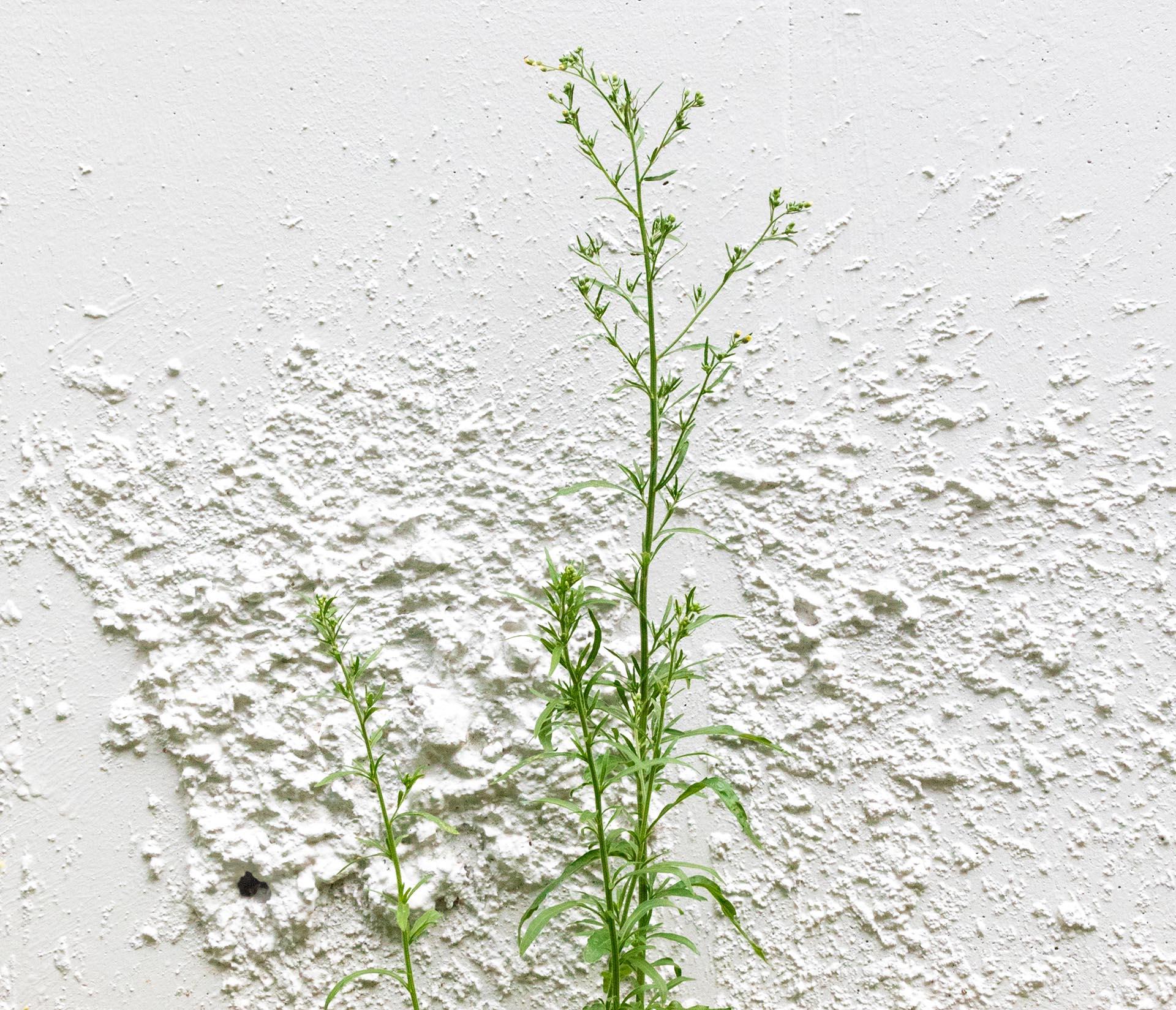 Art contemporain japonais par Kojun - VM2 - Miroirs muraux, plantes et murs en vente 6