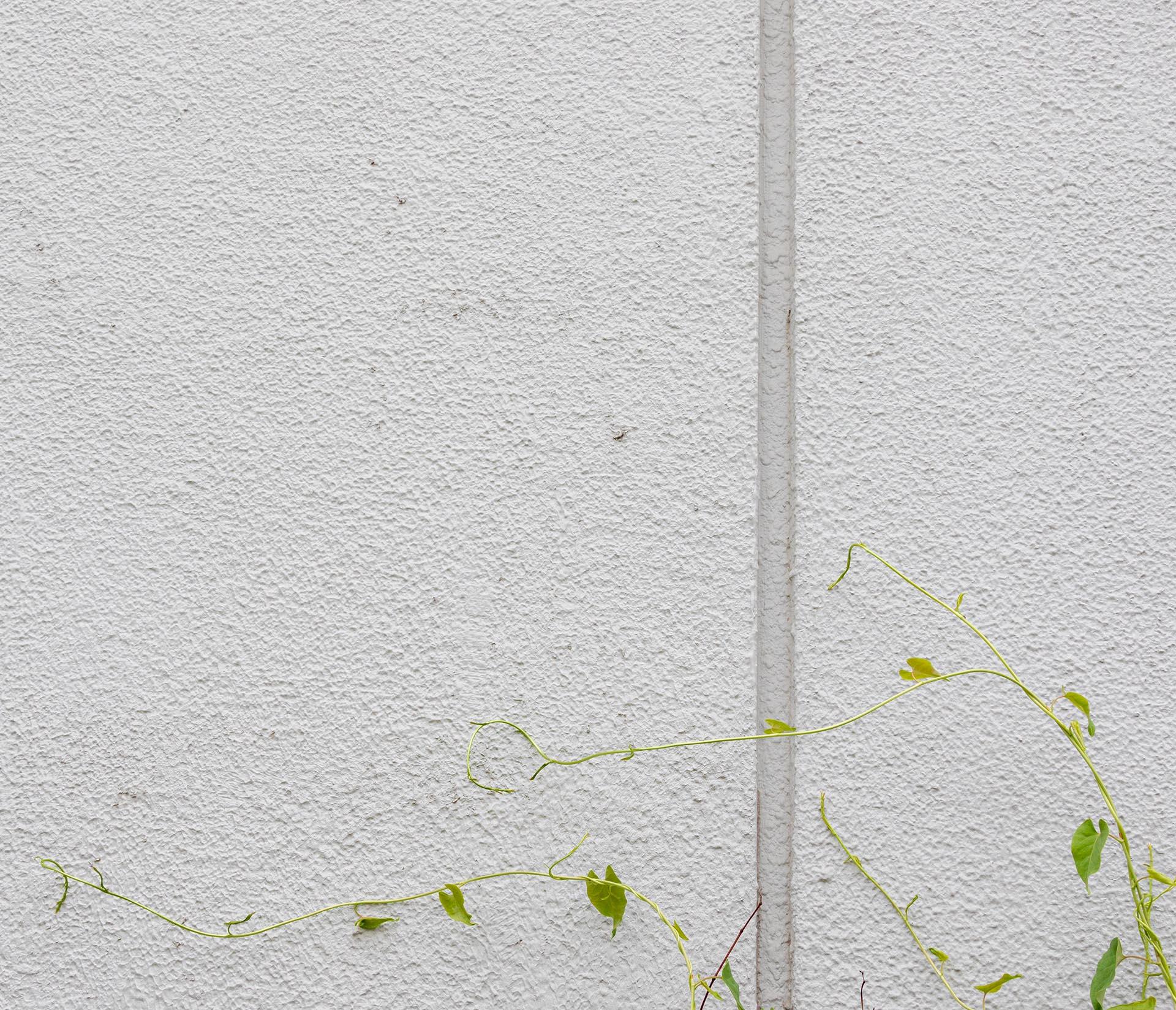 Art contemporain japonais par Kojun - VM2 - Miroirs muraux, plantes et murs en vente 7