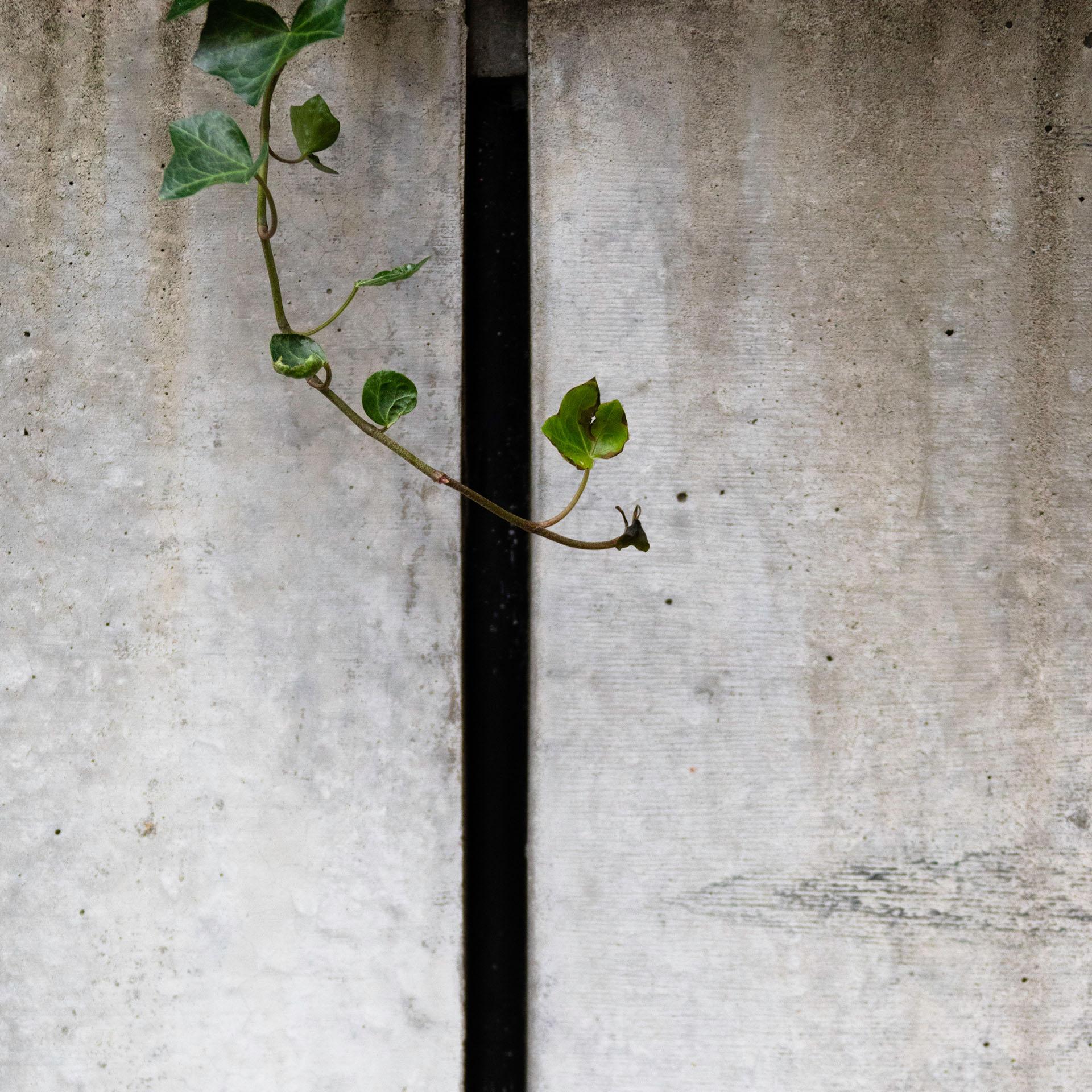 Japanese Contemporary Art by Kojun - VM7 Wall-Gazing, Plants and Walls II For Sale 2