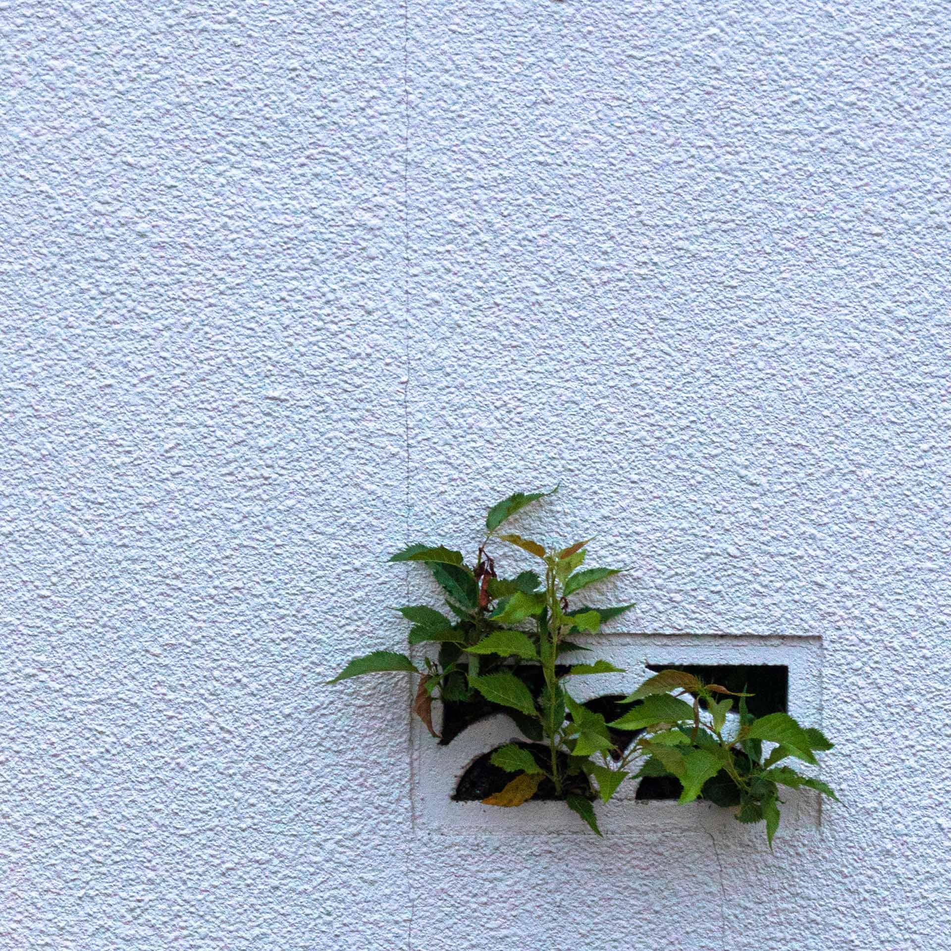 Japanese Contemporary Art by Kojun - VM7 Wall-Gazing, Plants and Walls II For Sale 6