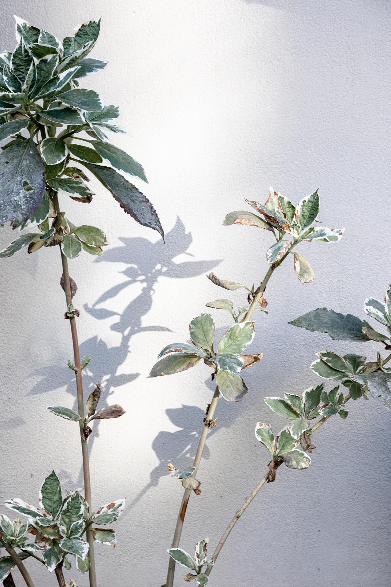 Art contemporain japonais par Kojun - VM8 - Glaçage mural, plantes et murs III en vente 5